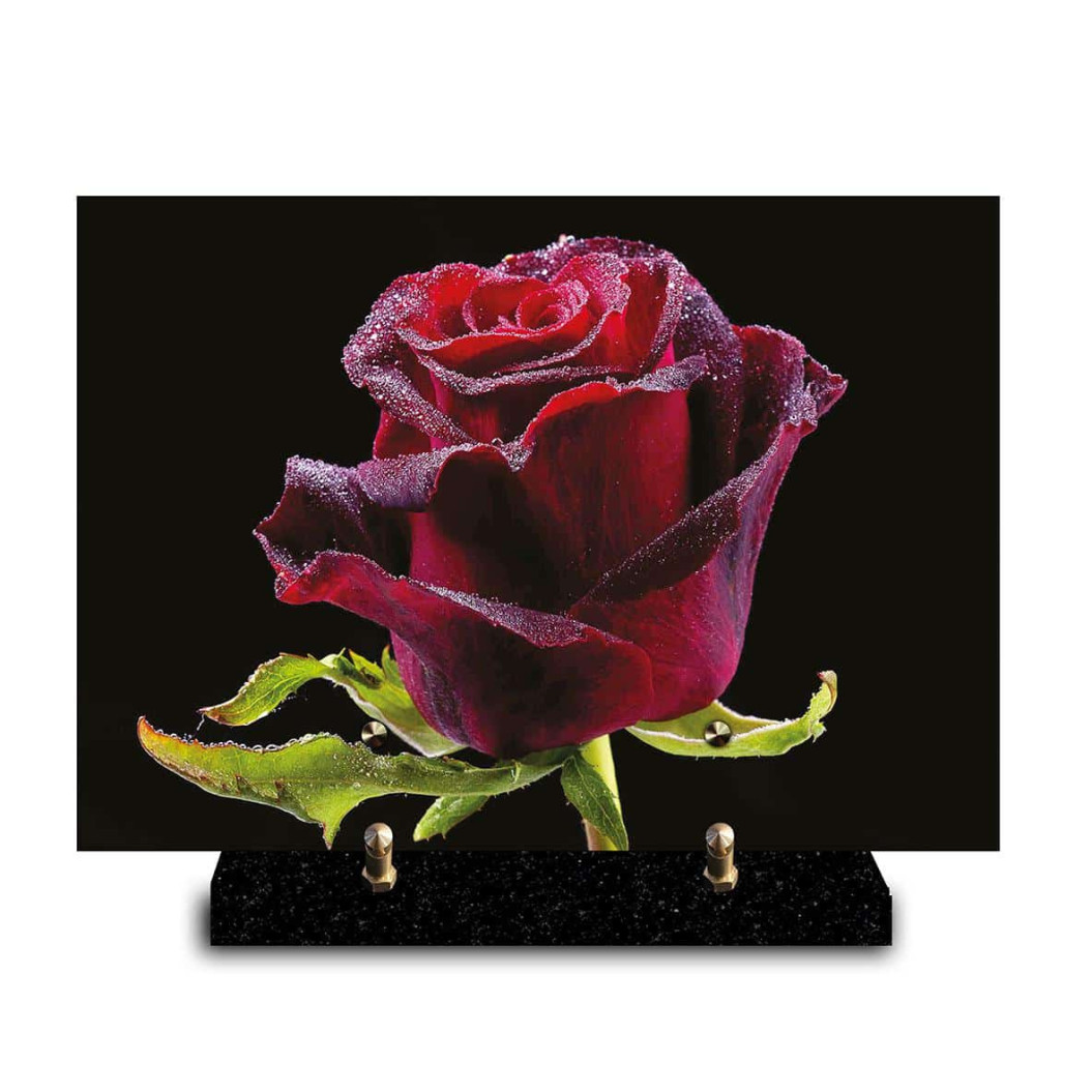Plaque funéraire rectangle rose rouge humide sur un fond noir (29x21cm)